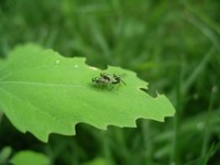 fly threesome