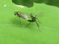 fly twosome