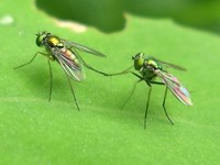 fly courtship