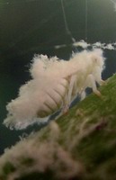 woolly aphid detail