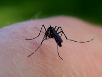 mosquito on hand