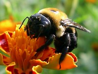 bumblebee on marigold