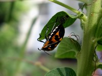 harlequin bug laying eggs #1