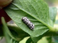 harlequin bug egg cases