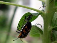 harlequin bug laying eggs #2