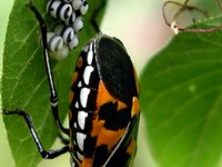 harlequin bug laying eggs detail #1
