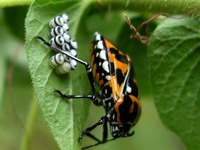 harlequin bug laying eggs detail #2