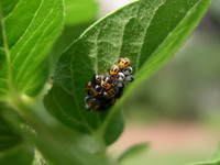harlequin bug hatchlings