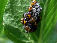 harlequin bug hatchlings detail
