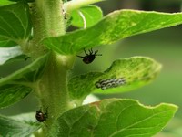 harlequin bug adolescents
