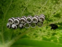 harlequin bug old egg cases #1