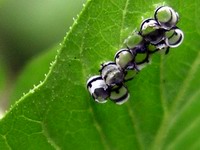 harlequin bug old egg cases #2