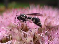 black & white wasp