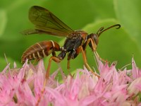 wasp