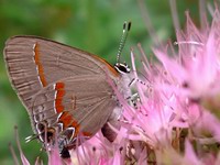 small butterfly