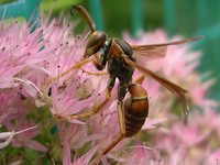 wasp detail