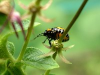 harlequin juvenile