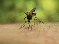 mosquito drilling