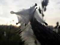 dew on milkweek seeds and pod