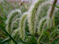 dew on grass heads
