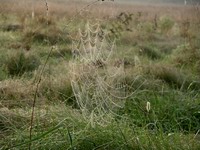 web #1