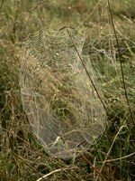 web #2