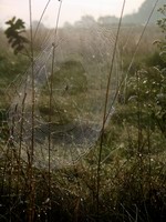 web #3