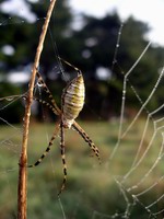 web engineer