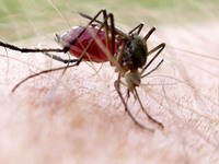 plump mosquite