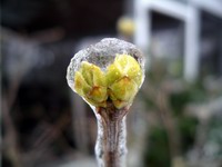 ice covered lilac buds #1