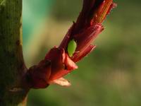 aphid on rose shoot