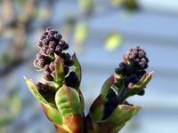 Lilac buds