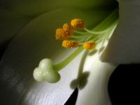 easter lily
