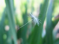 dandelion seed