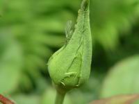 mother and youngsters on rose bud