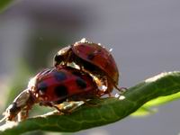 love bugs [ladybugs]