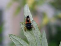 ladybug larva