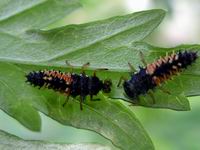ladybug larvae examining egg case remains