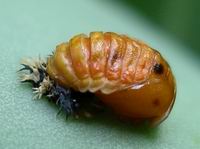 ladybug pupa resting on larva remains