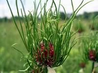 onion grass blooming
