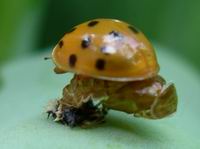 new ladybug hatchling on top of pupa shell and larva remains - top view
