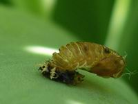 empty ladybug pupa and larva casings