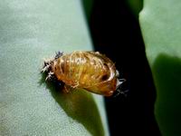 empty ladybug pupa shell and larve remains