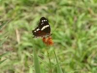 butterfly - belize