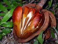 mahogany tree seed pod