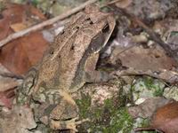 leaf frog - belize