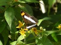 butterfly - belize