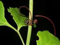 vine design