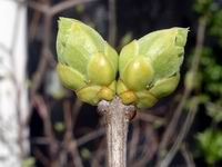 lilac buds