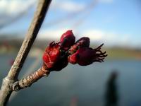 buds